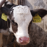 牛たちとの触れ合い1