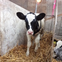 藤井牧場の子牛