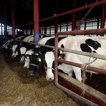 藤井牧場の牛たち1