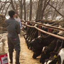 藤井牧場の牛たち2