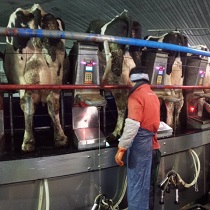 藤井牧場のロータリーパーラー2